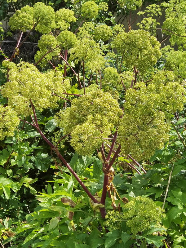 Angelica archangelica